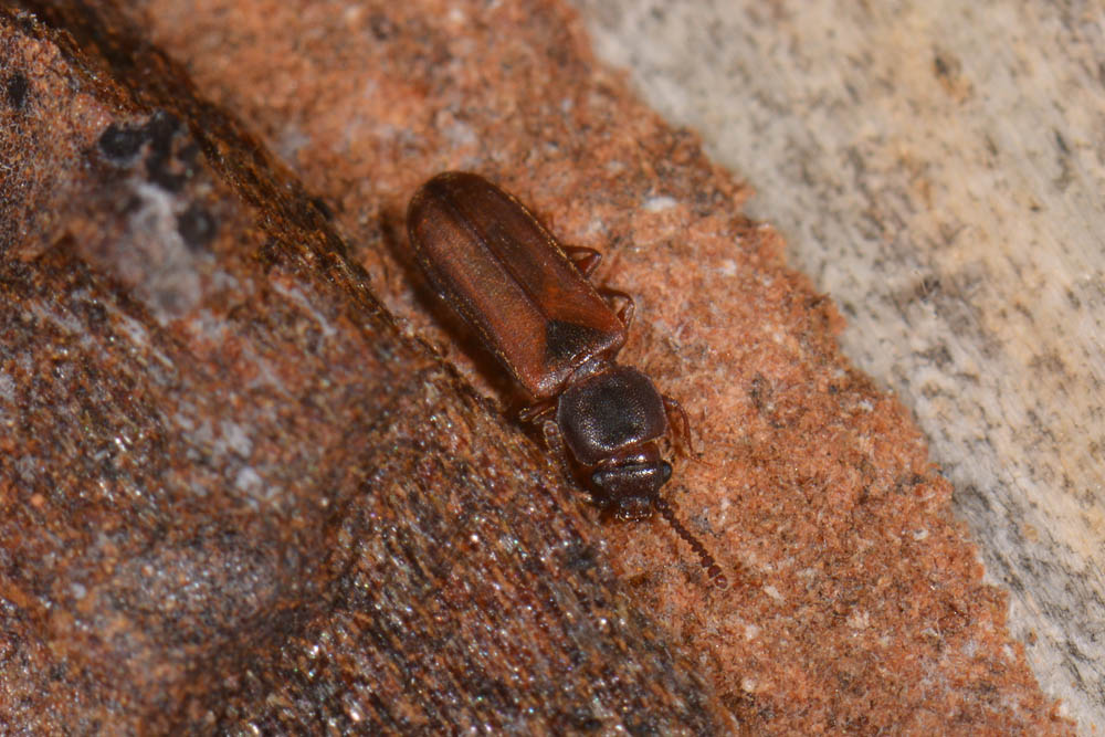 Cucujidae:  Pediacus dermestoides